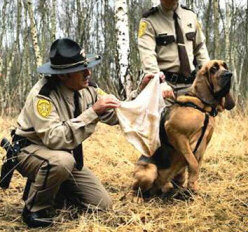 Blood hound has limits - dog pants