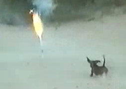 Funny Dogs Videos