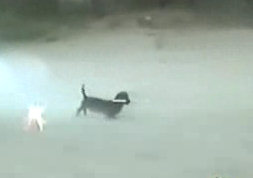 Dog grips 4th July rocket in teeth