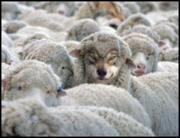 Dog in Sheep
