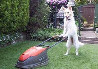 Funny lawn mower picture