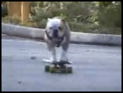 Dog on a Skateboard - Push Start
