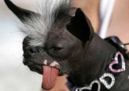 dog photo