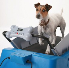 A dog Christmas present - treadmill