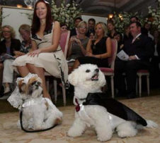 Dog wedding