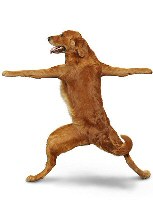 Funny dog calendar - yoga