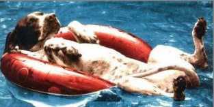 Funy dog picture