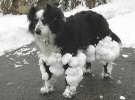 Dog's Snowballs