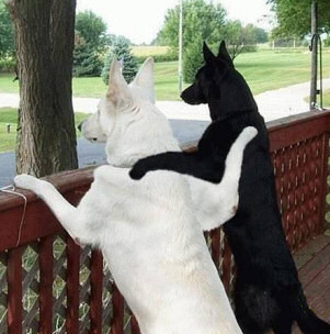 Friends true colors