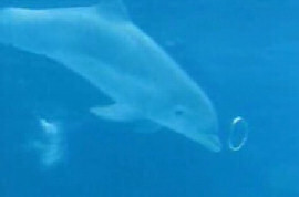 Dolphin Bubble Ring