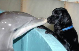 Dolphin and Dog