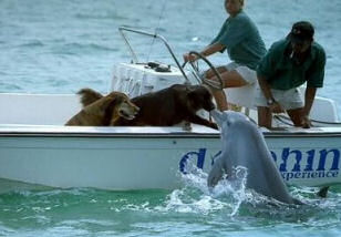 Swim with the dolphins and dogs