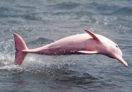 Pink River Dolphin Pictures