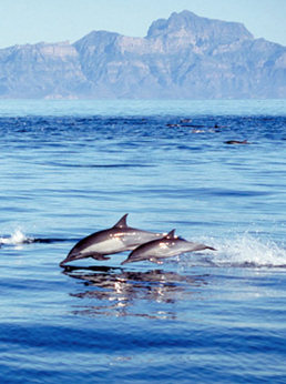 Dolphins jumping