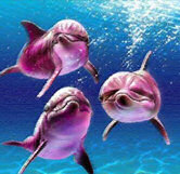 River Dolphins picture