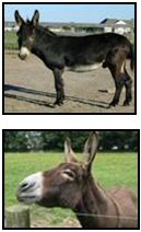 The Wise Donkey