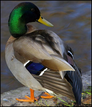 Ducks are to be banned from a village pond.