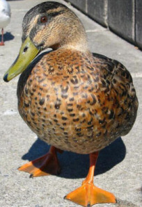 Ducks - Banned Mallards 