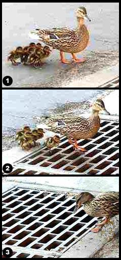 Duck with Ducklings Pictures