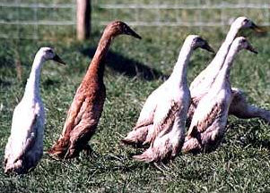 Close-up of Indian Runner duck