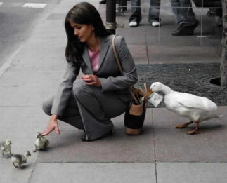 funny duck picture - pickpocket