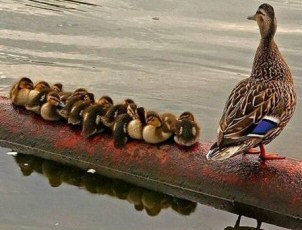 Duck's Stroll Through House