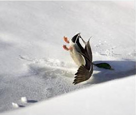 Duck Landing in Snow