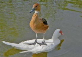 I'm late, I'm late - Duck on lake