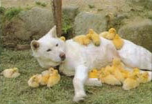 dog and ducklings