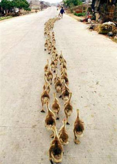 Ducks following my leader