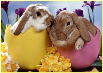 Cute Easter Bunnies