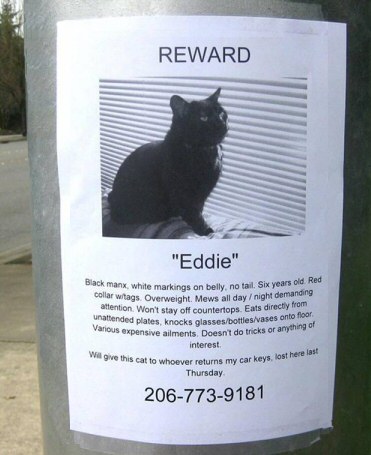 Cat true story - Eddie