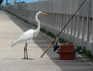 Egret Fishing