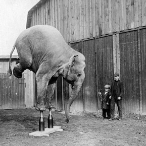 Elephant balancing