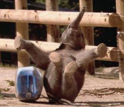 Young elephant falling off stool