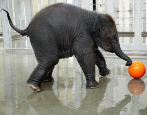 Baby elephant picture - playing ball