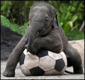 Baby elephant playing ball