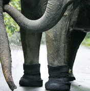 Elephants get boots