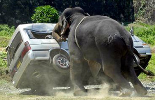 Elephant pushes car over on its side
