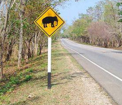 Danger elephants crossing