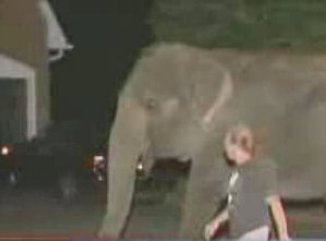 Elephant Video Clip - 911 Police Call