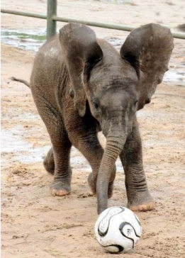 Baby elephant picture - playing football