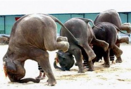 Funny Picture Elephants keeping fit