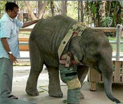 Elephant artificial limb