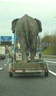 Elephant escapes