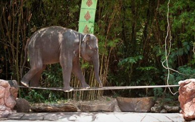 Elephant tightrope