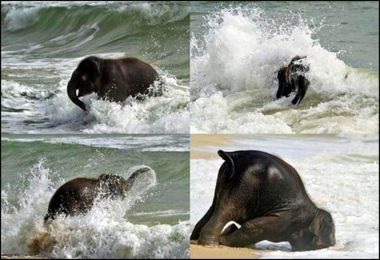 Baby Elephant in the Sea