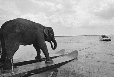 Funny picture elephant waterski