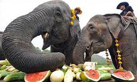 Naughty elephants snack