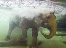 Elephant Swimming